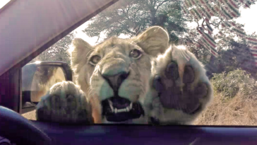 Lion trying to get into a car