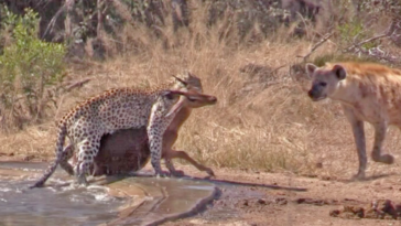 Leopard killing an impala