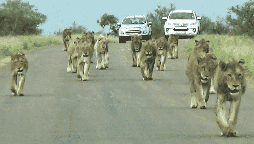 Large lion pride in the road