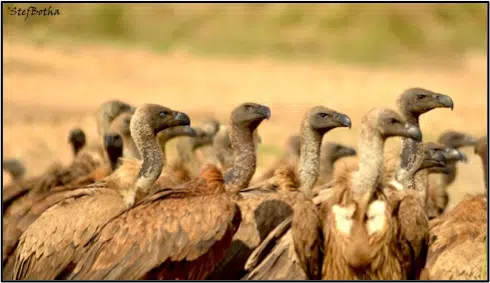 The Importance of Vultures