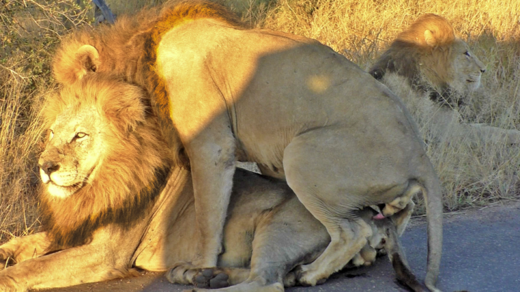 Mating male lions