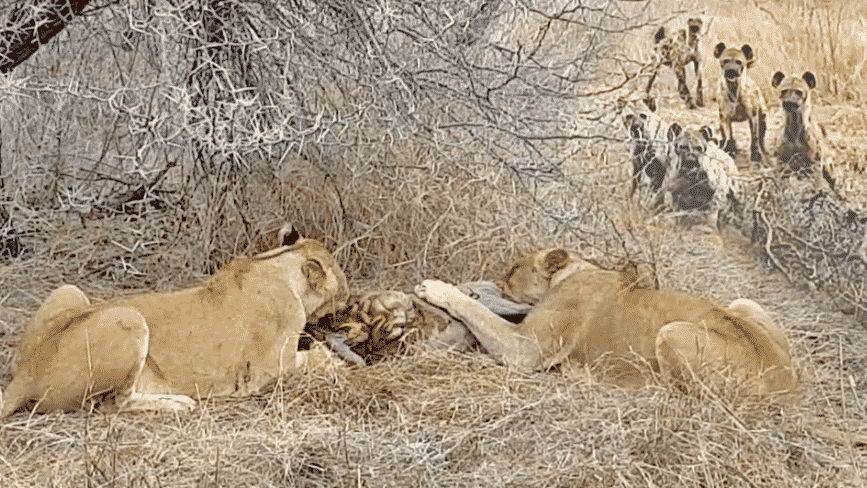 Lions eat warthog alive