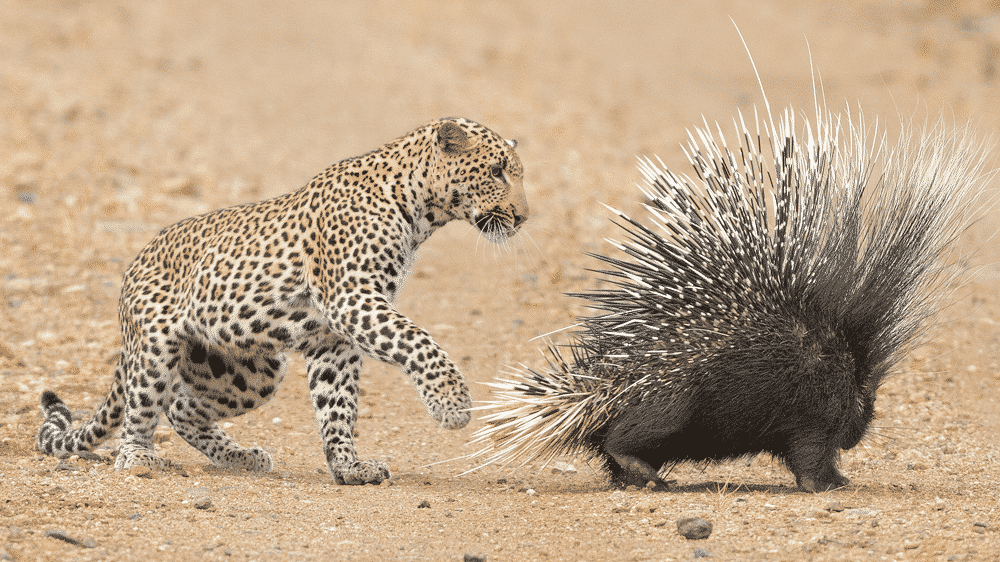 Leopard fights porcupine