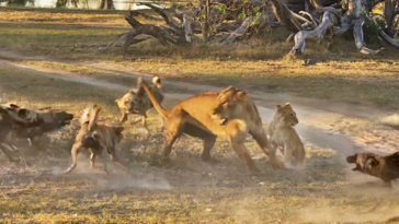 Lion protect cub from wild dogs