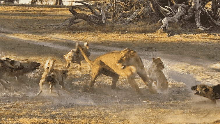 Lion protect cub from wild dogs