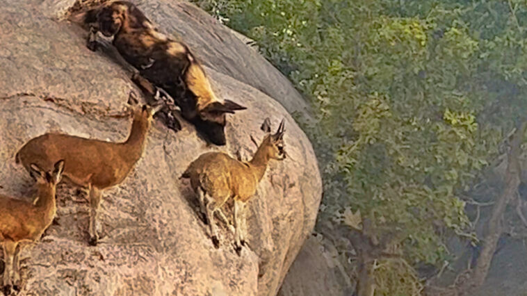 Wild Dogs Hunt Antelope On Edge Of Cliff
