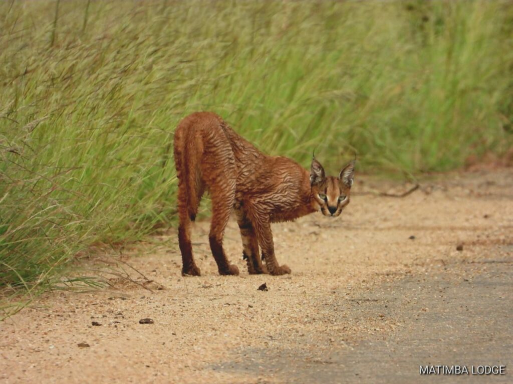 Caracal in the road Kruger National Park