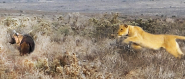 Lioness gives hyena the fright of its life