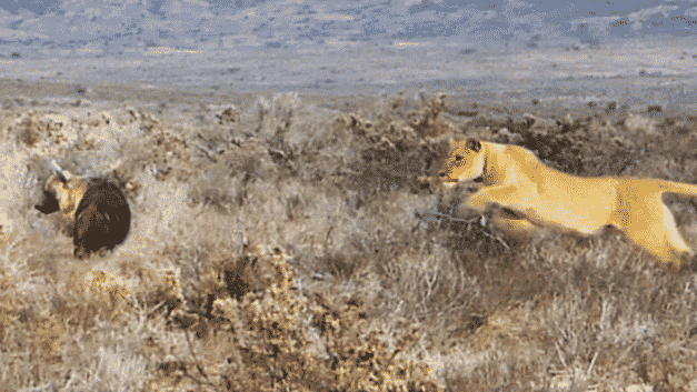 Lioness gives hyena the fright of its life