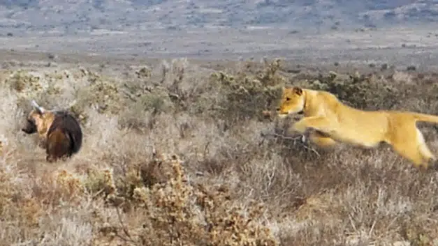 LION GIVES HYENA THE FRIGHT OF ITS LIFE