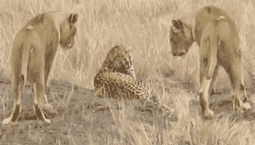 Lions surround leopard