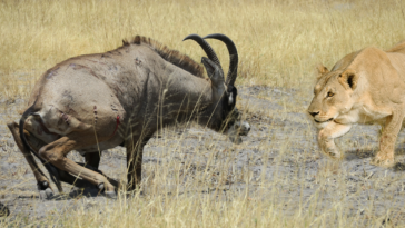 Lion versus roan antelope