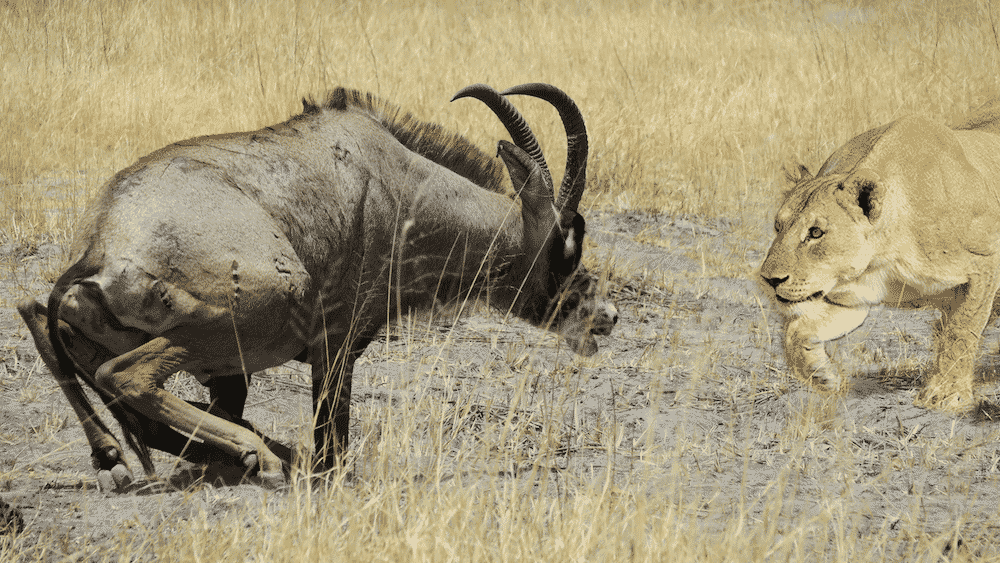 Lion versus roan antelope