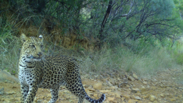 Leopard in Mabalingwe