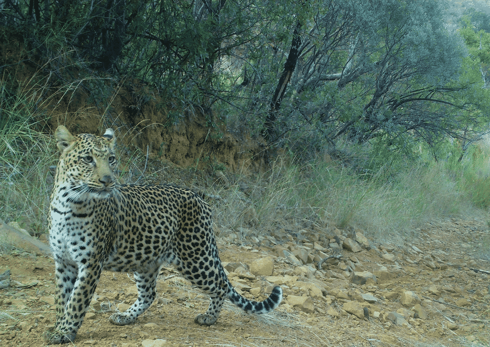 Leopard in Mabalingwe