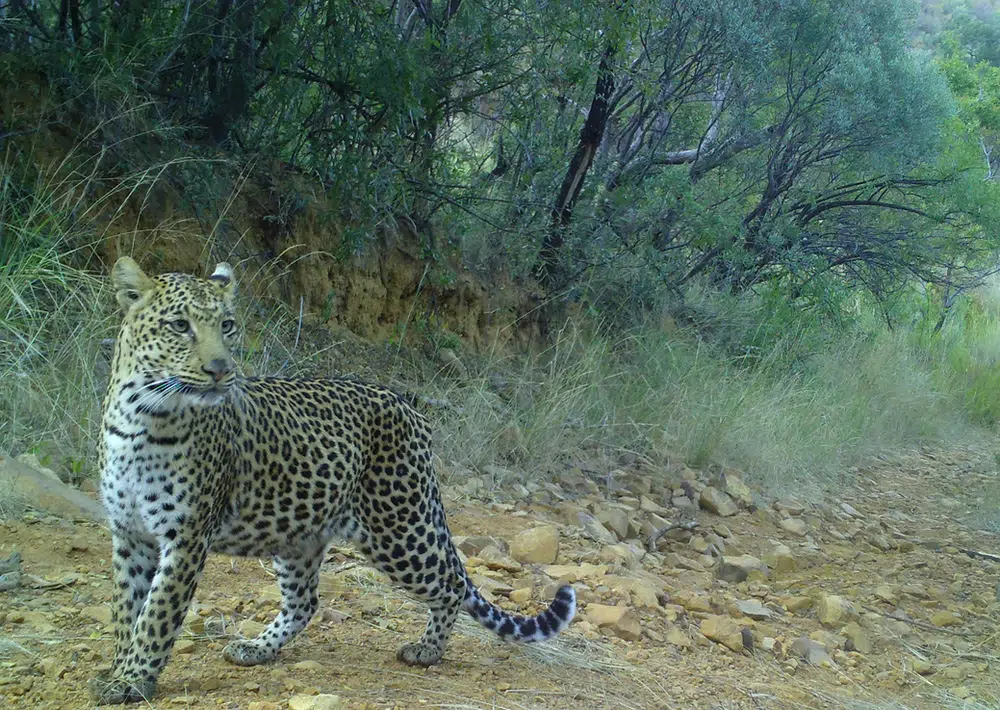 Mabalingwe’s Elusive Leopards