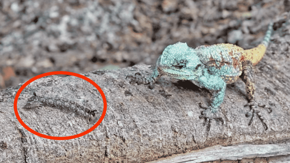 Agama hunts insect