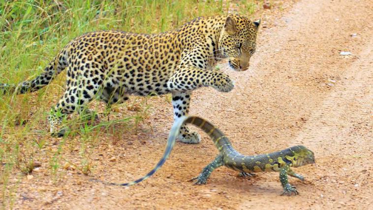 Leopard hunts lizard