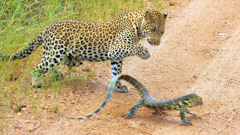 Leopard Cub Gets Slapped Around by Lizard
