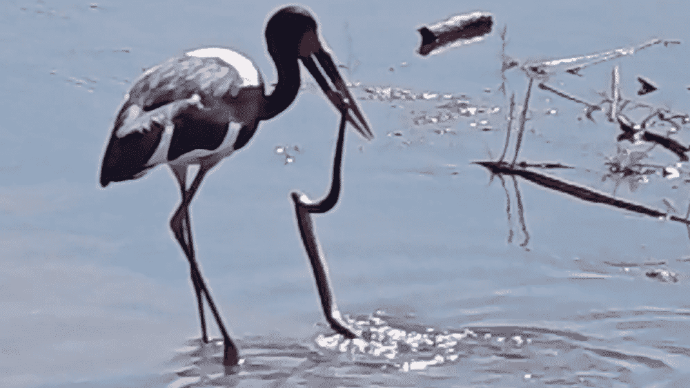 Saddle billed stork fishing for snakes
