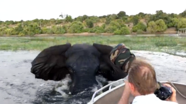 Elephant boat charge Chobe river