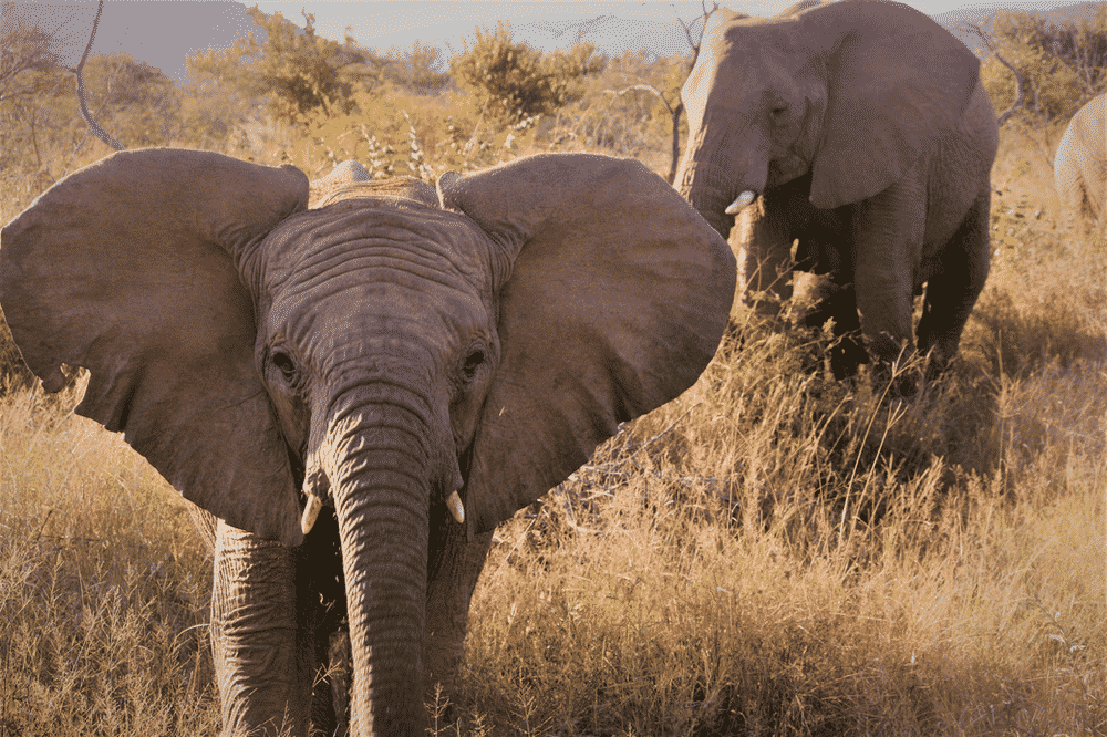 Elephants of Mabalingwe