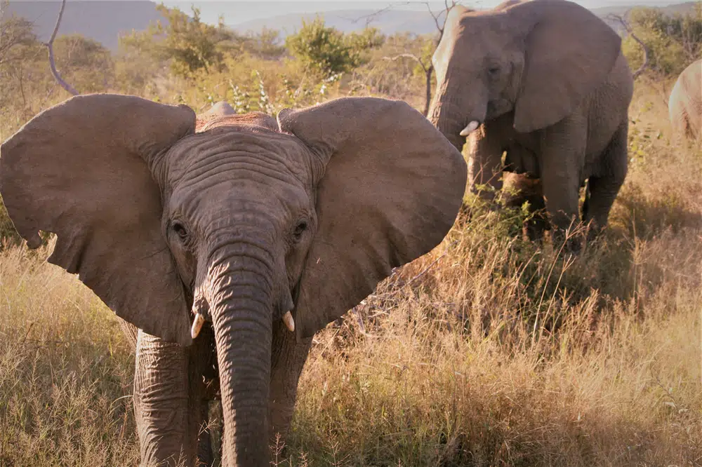 Close Elephant Encounter at Mabalingwe