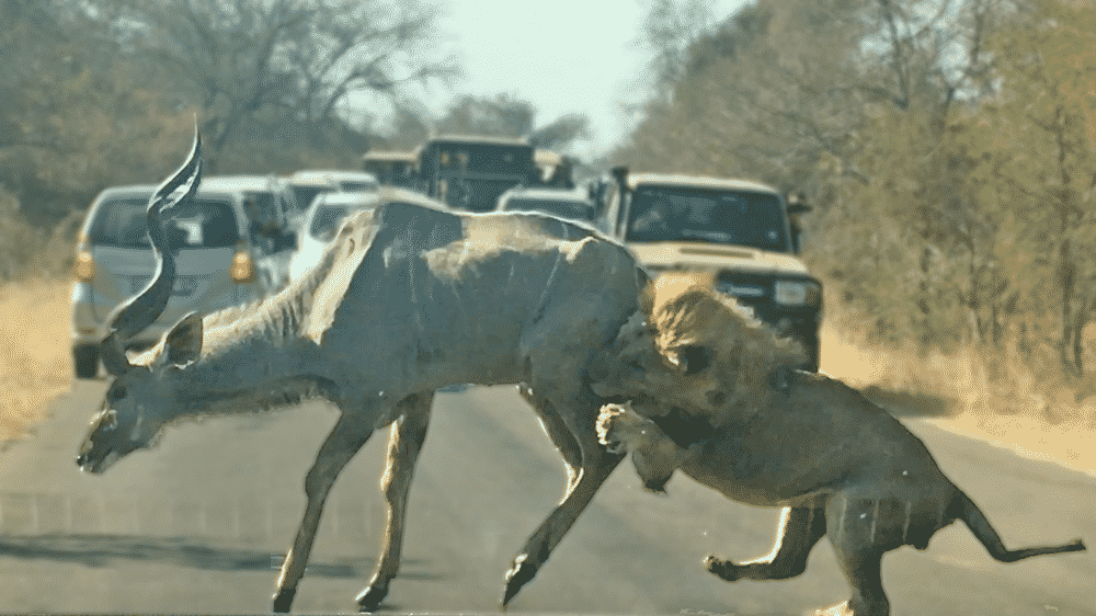 Lion kills kudu
