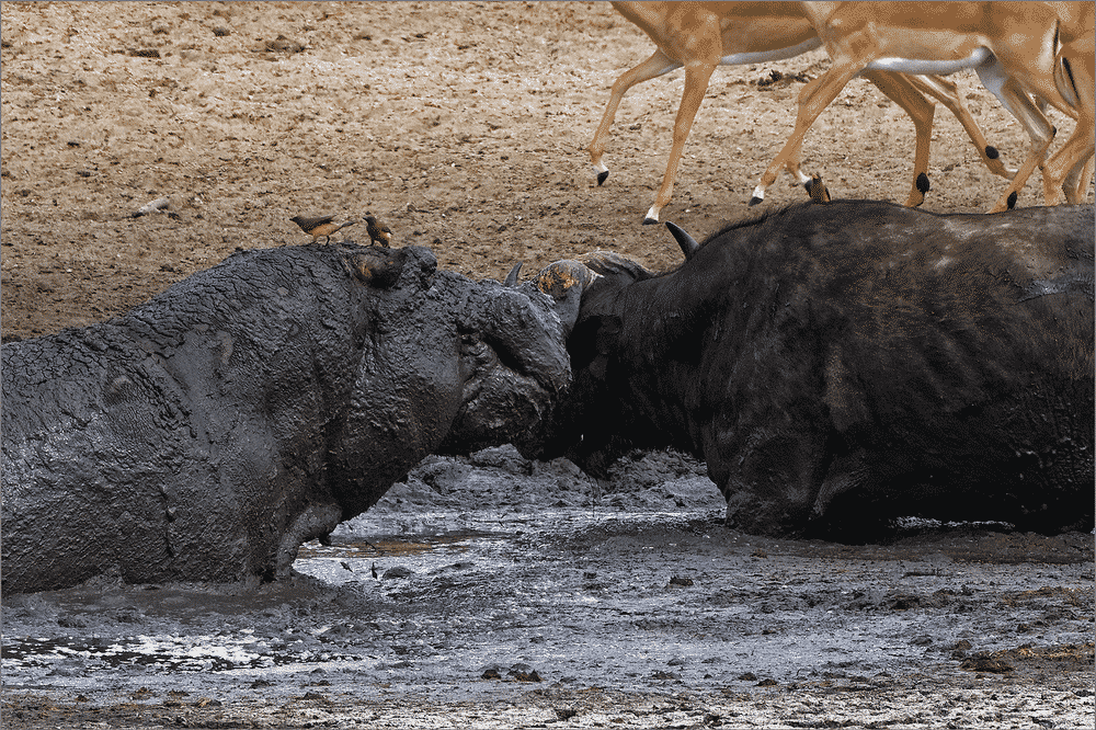 Hippo versus buffalo