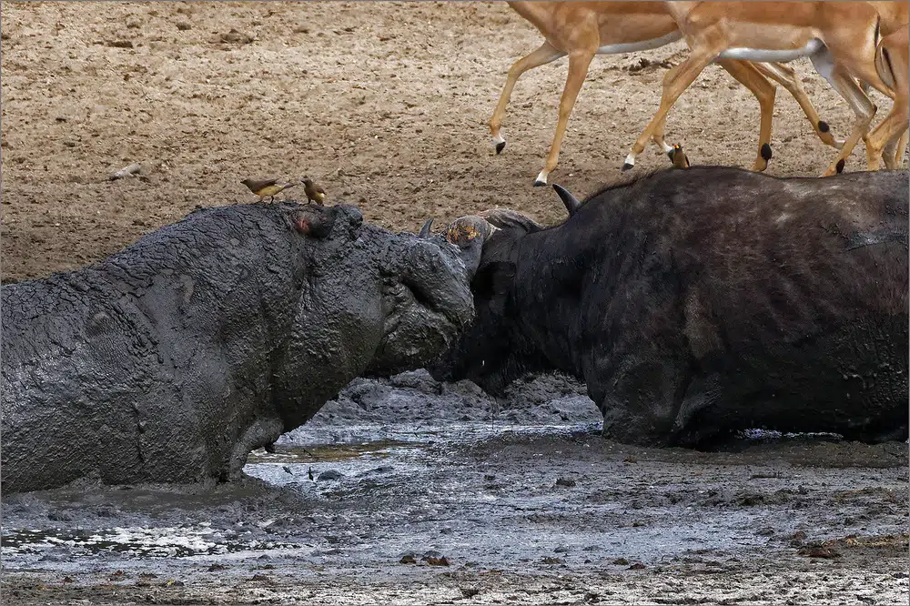 Hippo & Buffalo Bite-Off