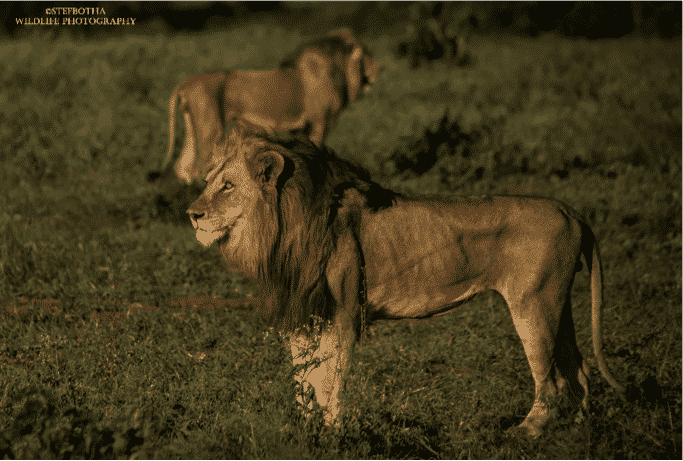 Lion of Mjejane Private Game Reserve