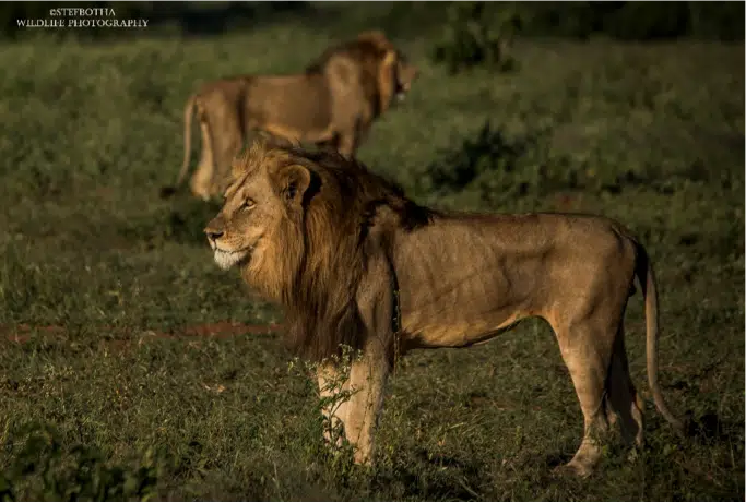 The Lion Dynamics of Mjejane Game Reserve