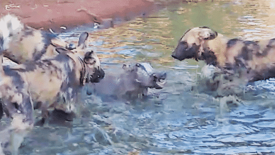 Wild dogs hunt warthog