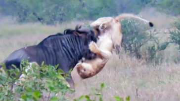 Wildebeest stabs lion