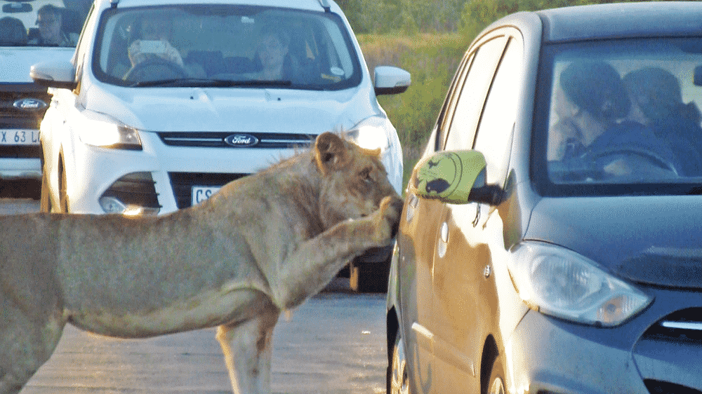Lion tries to open car door