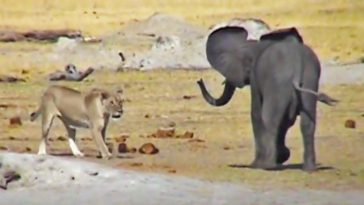 Lions take on elephant