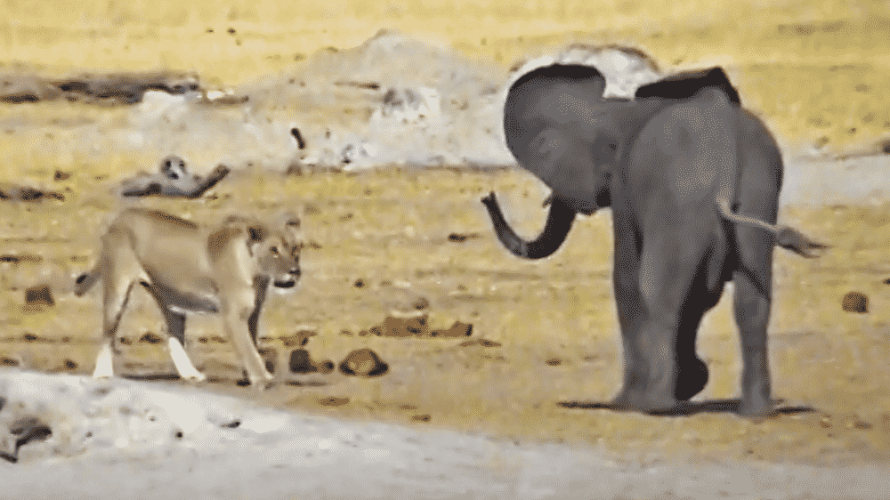 Lions take on elephant