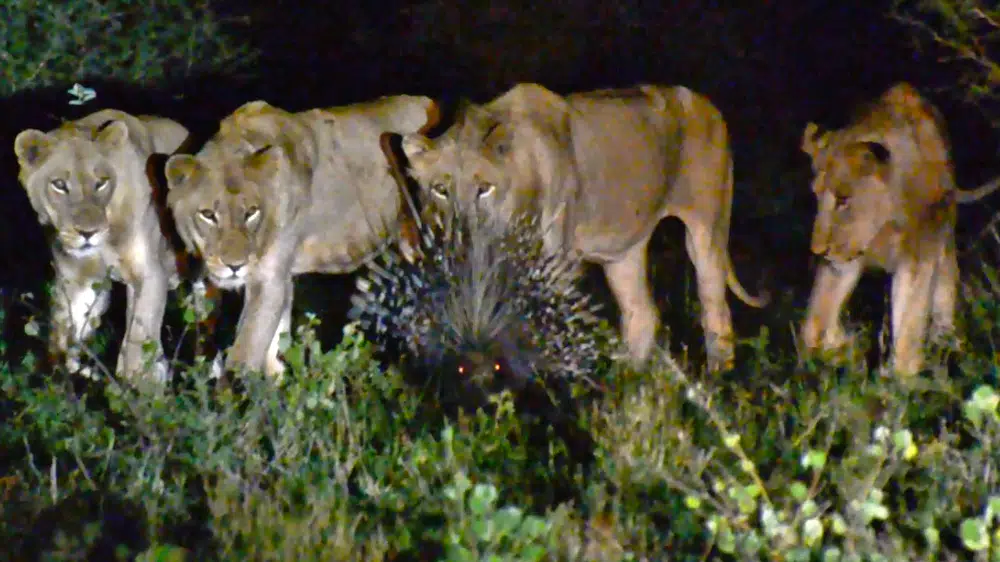 7 Male Lions Can’t Take Down 1 Porcupine!