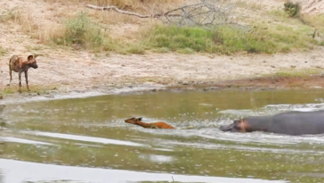 Impala caught between wild dog and hippo