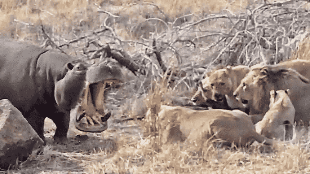 Hippo tries to eat with lion