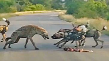 Wild dogs and spotted hyena
