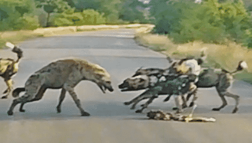Wild dogs and spotted hyena