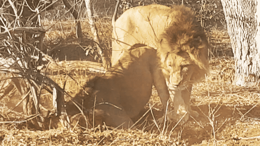 Male lions hunt warthog