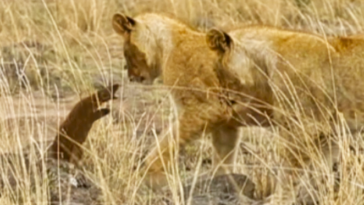 Lions take on mongoose