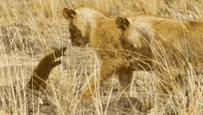 Lions take on mongoose