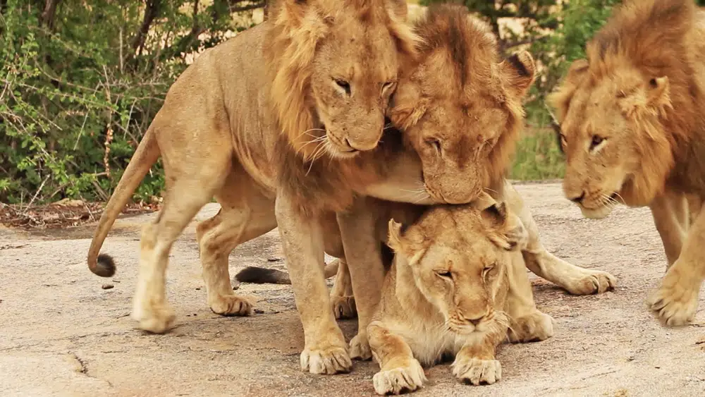 3 Male Lions Mate with 1 Lioness!