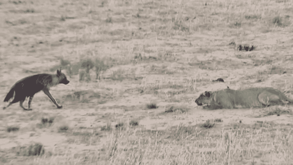 Brown hyena walks into lion