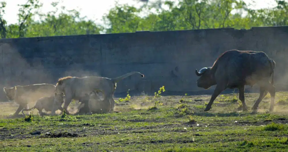 Buffalo chase lion off baby wildebeest