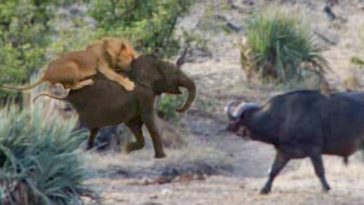 Buffaloes protect baby elephant being hunted by lions