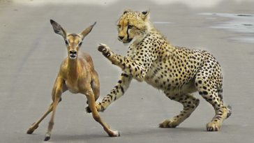 Cheetah hunt impala